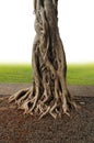 Banyan Tree Royalty Free Stock Photo