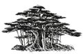 Banyan tree with aerial roots. Bonsai in the forest.Long branches, big tree. Ink drawing. Royalty Free Stock Photo