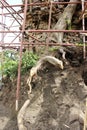 Banyan tree on archeology site Royalty Free Stock Photo