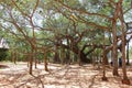 Banyan tree in Auroville Royalty Free Stock Photo