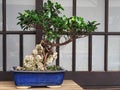 Banyan tree bonsai