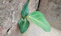 The Banyan tree born in the bricks wall plaster