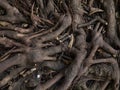 Banyan is a tree with a branch, with the ground rooted to the ground Royalty Free Stock Photo