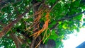 Banyan tree branches root