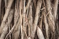 Banyan tree Royalty Free Stock Photo