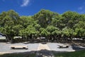 Banyan tree in courtyard square. Lahaina Harbor on Front street, Maui, Hawaii