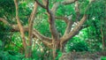Banyan tree or Ficus benghalensis - an Indian fig tree Royalty Free Stock Photo