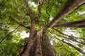 Banyan tree, Ficus tree in tropical jungle nature Royalty Free Stock Photo