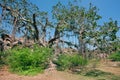 Banyan tree in the forest in India Royalty Free Stock Photo