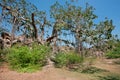 Banyan tree in the forest. Royalty Free Stock Photo