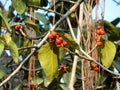 Banyan tree fruit also known as fig Royalty Free Stock Photo