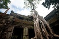 Banyan tree growing in the ancient ruin of Ta Phrom, Angkor Wat, Cambodia. Royalty Free Stock Photo