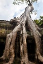 Banyan tree growing in the ancient ruin of Ta Phrom, Angkor Wat, Cambodia. Royalty Free Stock Photo
