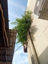 The banyan tree growing on the wall of the shop house