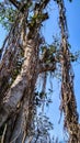 Banyan tree hage long life Royalty Free Stock Photo