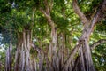 Banyan Tree Hawaii