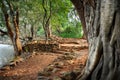 Banyan Tree HDR