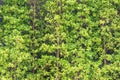 Banyan tree hedge wall background