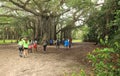 Banyan Tree at Hugh Taylor Birch State Park