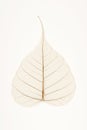 Banyan tree leaf venation