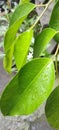 banyan tree leaves, green mixed with raindrops create a very beautiful nuance