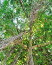 Banyan tree with long aerial roots Royalty Free Stock Photo