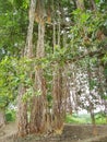Banyan tree with long hanging roots Royalty Free Stock Photo