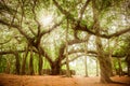 Banyan Tree of Matrimandir at Auroville, Pondicherry Royalty Free Stock Photo