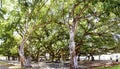 Banyan tree, Maui, Hawaii