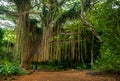 Banyan tree, Maui island, Hawaii