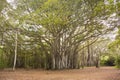 Banyan tree on the North Shore of Oahu Royalty Free Stock Photo