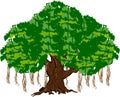 Banyan tree Royalty Free Stock Photo