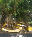 Banyan tree Royalty Free Stock Photo