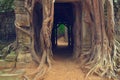 Banyan tree over the door from Ta Som. Angkor Wat Royalty Free Stock Photo