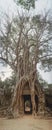 Banyan tree over the door from Ta Som. Angkor Wat Royalty Free Stock Photo