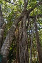 Banyan Tree Royalty Free Stock Photo