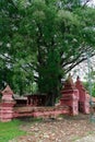 The Banyan Tree or Pohon Beringin