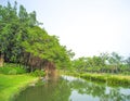 Banyan tree and the pond background