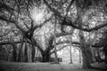 Banyan Tree present at Matrimandir at Auroville, Pondicherry Royalty Free Stock Photo