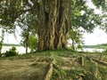 Banyan tree by the river Royalty Free Stock Photo