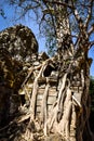 Ta som temple grown with banyan tree at angkor archaeological park