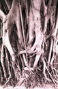 Banyan tree roots Royalty Free Stock Photo