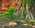 Banyan tree roots on ancient wall temple Royalty Free Stock Photo