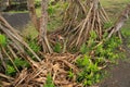 Photo of a banyan tree roots Kauai Hawaii with black sand beach