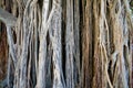 Banyan tree roots Royalty Free Stock Photo