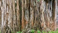 Banyan Tree Roots Close Up Royalty Free Stock Photo