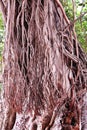 Banyan tree roots Royalty Free Stock Photo