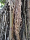 banyan tree roots in close up view Royalty Free Stock Photo