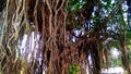 Banyan tree and roots