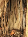 Banyan tree roots with monkeys Royalty Free Stock Photo